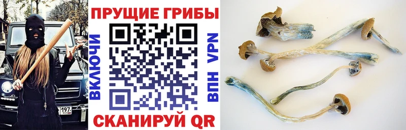 Галлюциногенные грибы Psilocybe  Удомля 